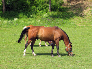 Horses