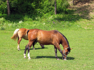 Obraz premium Horses