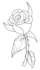 Rose Drawing