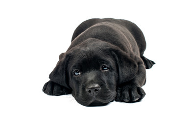 Black Labrador puppies
