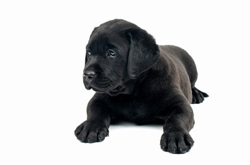 Black Labrador puppies