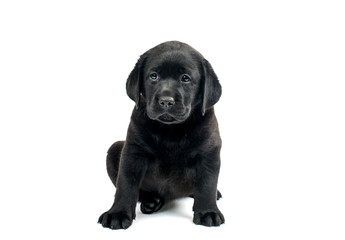 Black Labrador puppies