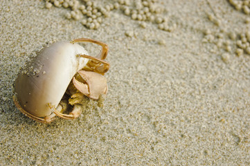 Hermit Crab in a shell