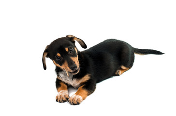 Dachshund puppy
