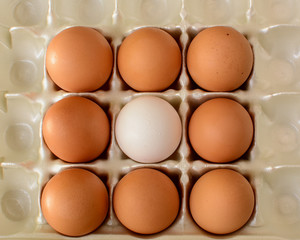 A white egg surrounded by brown eggs
