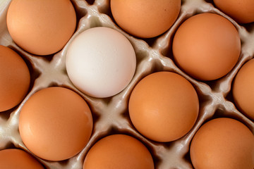 A single white egg surrounded by a number of brown eggs