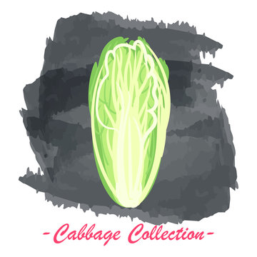 Chinese pekin vector isolated cabbage on a grunge background