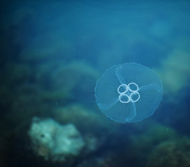 Obraz premium Jellyfish in the water