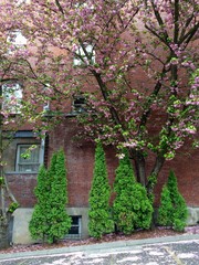 Fototapeta na wymiar flowering trees in Portland