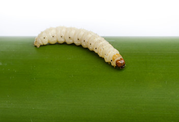 Bamboo worm ,