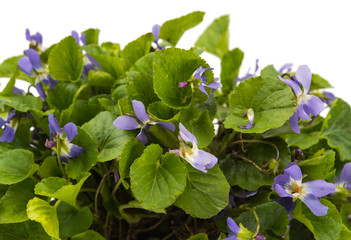Obraz premium Violets flowers close up on white