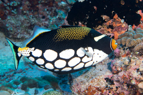 Harlequin Trigger Fish While Diving