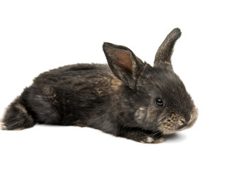 Obraz premium little rabbit