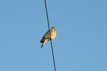 pigeon