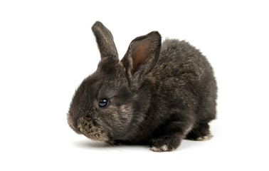 Obraz premium little rabbit