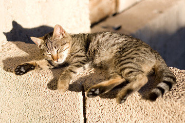 Cat sleeping outside, enjoying the sun. Selective focus.