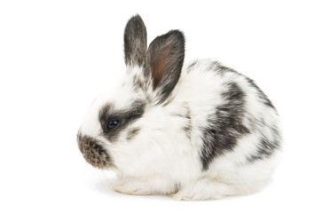 Obraz premium little rabbits