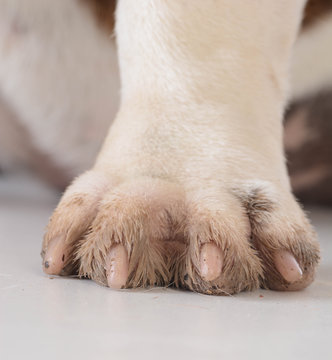 Dirty Dog Feet