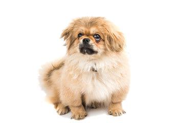 Pekingese portrait