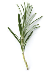 rosemary herb spice leaves isolated on white background cutout