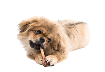 Pekinese dog portrait