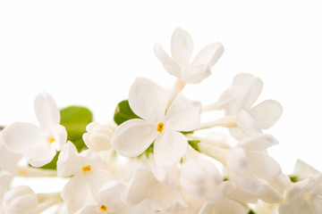 Fototapeta na wymiar white lilac