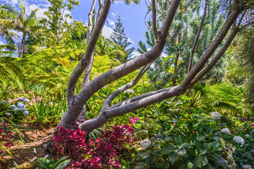 Botanical garden Monte, Funchal, Madeira