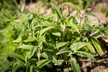Salvia, Sage, Salvia Officinalis