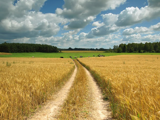 field of grain