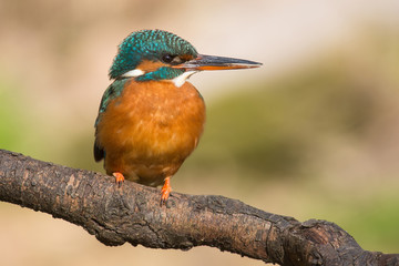 Eisvogel