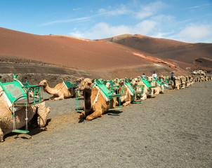 Fototapeta premium Caravan of camels in the desert on Lanzarote