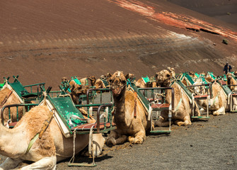 Caravan of camels in the desert on Lanzarote