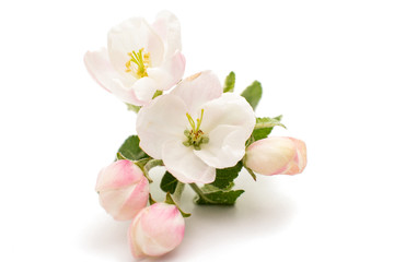 Obraz premium apple flowers