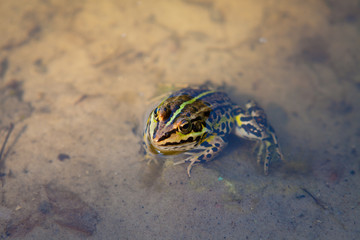Little curious frog