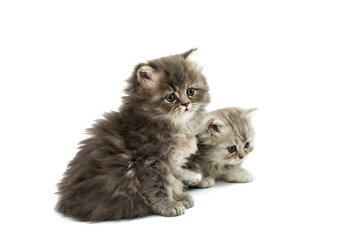 Obraz premium beautiful fluffy kittens