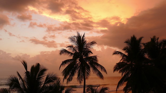 beautiful landscape with tropical sea sunset and palm on foregro
