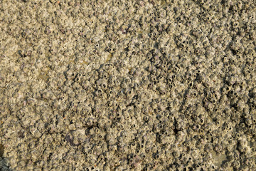 stone or rock background on the beach