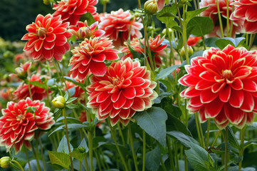 Seerosendahlia Gartenfestival