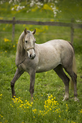 Araber Auf Blumenwiese