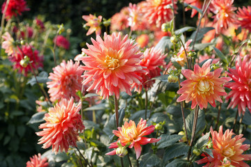 Kaktusdahlia Brandaris