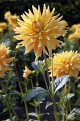 Kaktusdahlia Englisches Jubil&auml;um