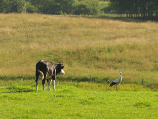 stork and young bull on meadow