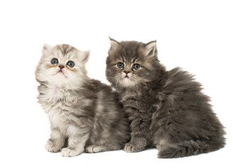 Fototapeta na wymiar beautiful fluffy kittens