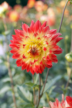 Dahlia Procyon