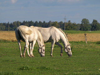Naklejka na ściany i meble white horses on a pasture