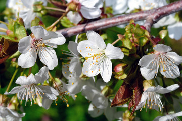 Cherry tree in blossom