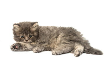 Obraz premium beautiful fluffy kittens
