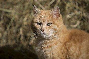 Naklejka na ściany i meble Katze Im Portrait