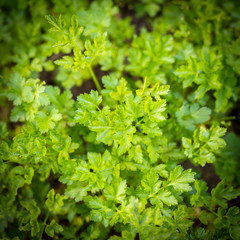 Coltivazione di prezzemolo