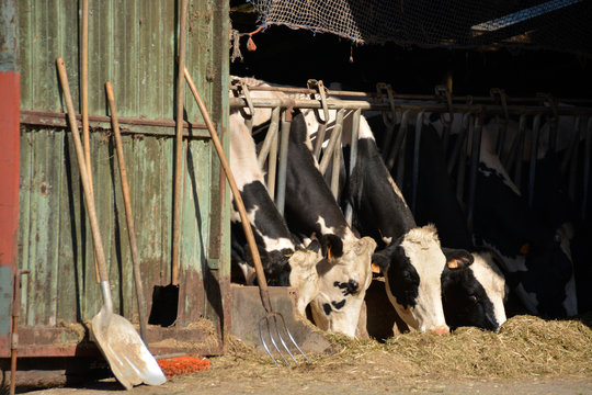 vacas lecheras pastando en una cuadra